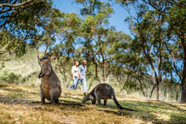 Image of two Kangaroos at Cleland Wildlife Park with a couple walking by on a sunny day.